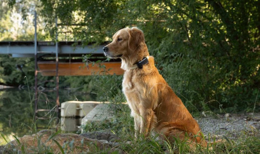 A dog sitting in a garden wearing a Tractive GPS tracker