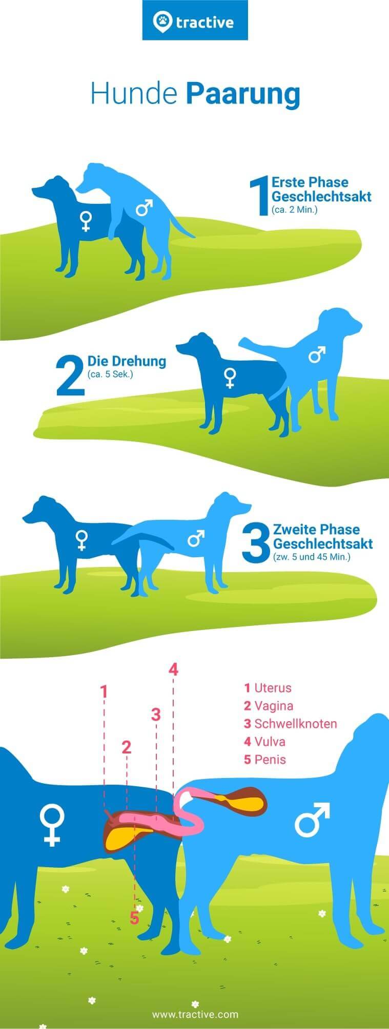 Infografik über den Hundepaarungsprozess von Tractive
