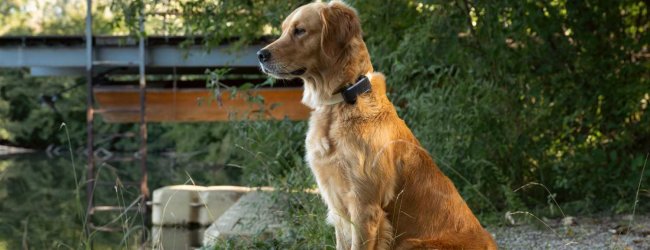 Ein Hund trägt einen Tractive GPS & Health Tracker