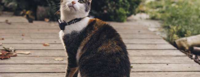 A cat wearing a weight-adjustable Rogz safety collar and a Tractive device