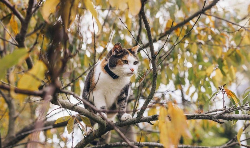 A cat wearing a Tractive GPS tracker