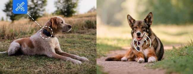 to hunde sidder udenfor, den ene bærer en GPS-tracker til kæledyr, den anden bærer en RF-radiofrekvens-tracker til kæledyr