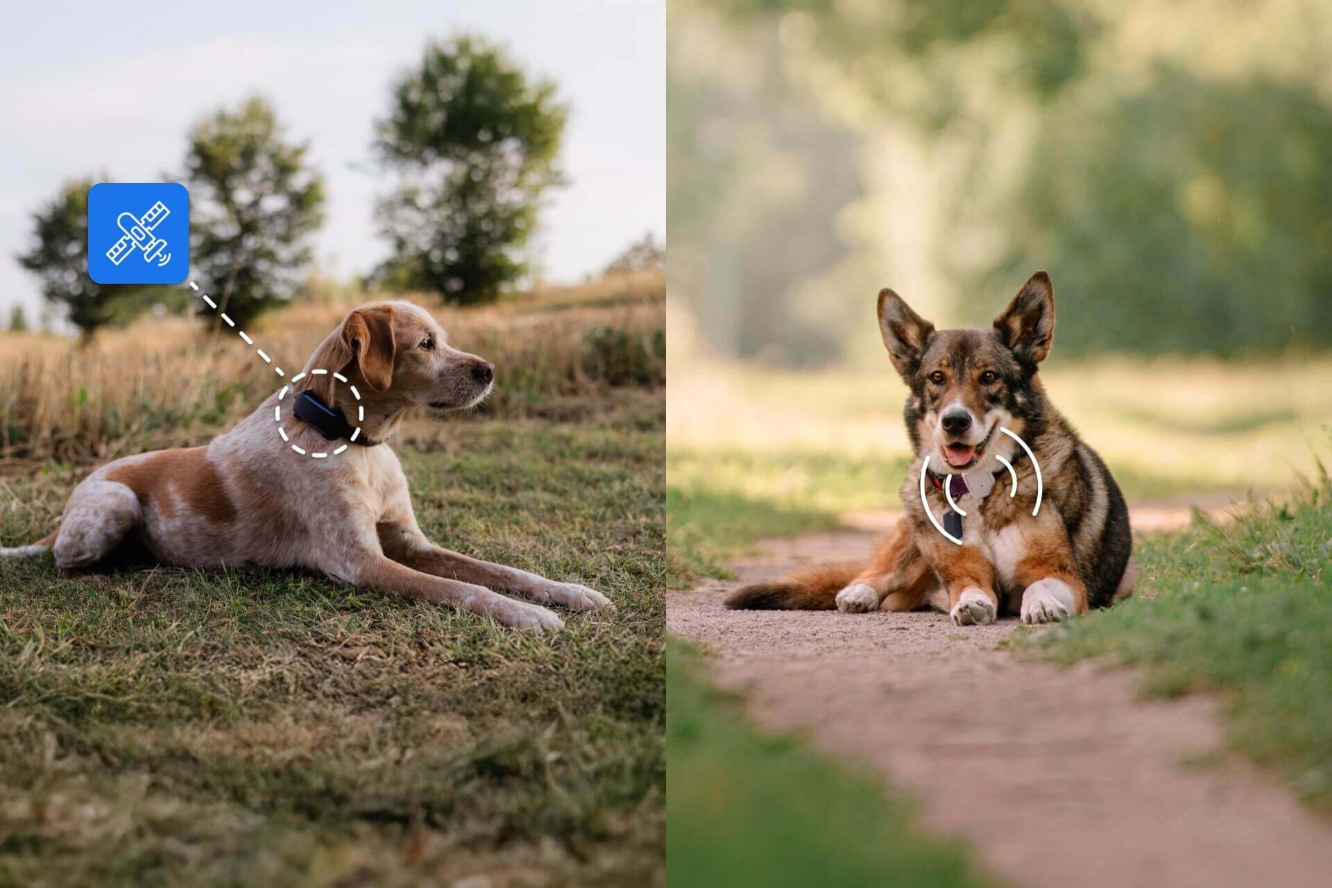to hunde sidder udenfor, den ene bærer en GPS-tracker til kæledyr, den anden bærer en RF-radiofrekvens-tracker til kæledyr