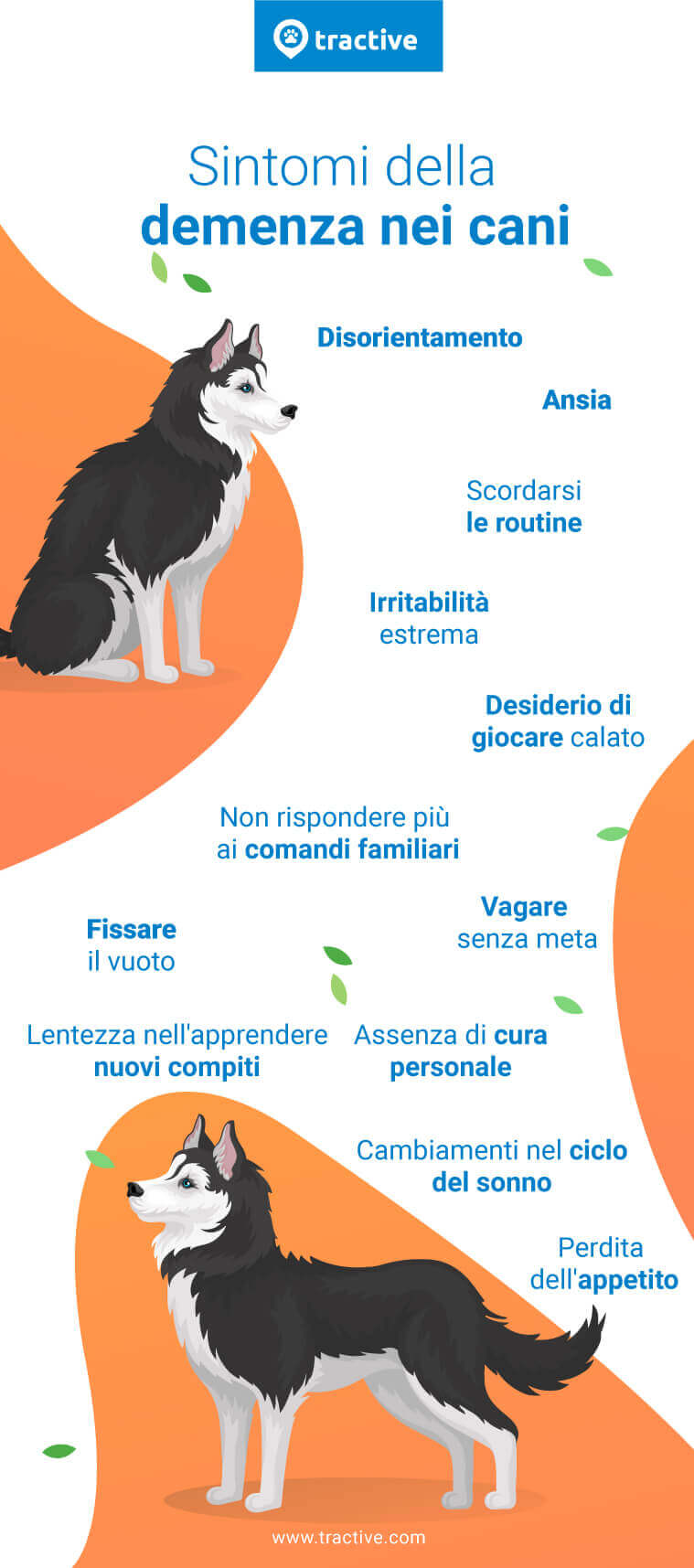 Sintomi dei cani affetti da demenza senile
