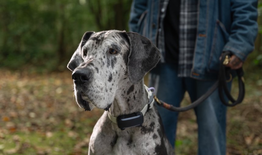 Dogge trägt Tractive Dog 6 im Wald