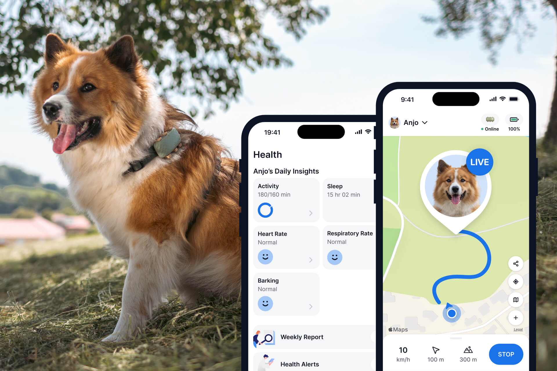 Dog outside wearing a Tractive XL GPS & Health Tracker for Dogs, two app screens in the foreground