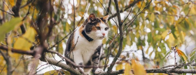 Katze mit einem Tracker auf einem Baum