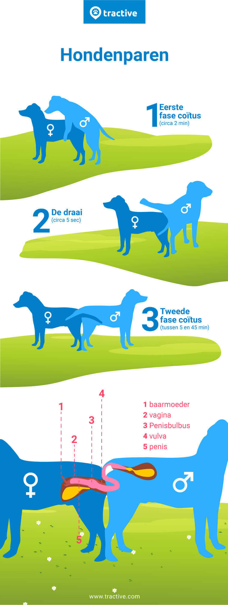 infographic over het paringsproces van honden van Tractive