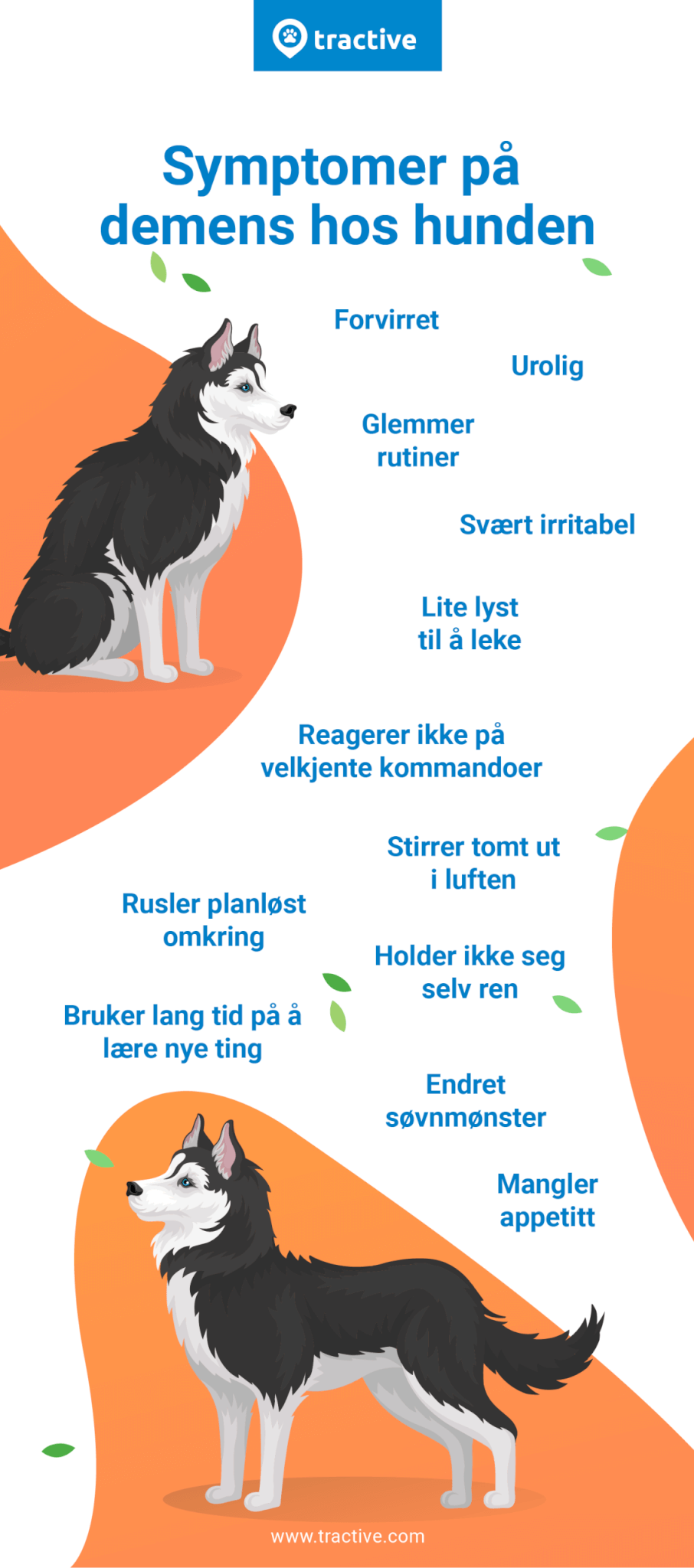 infografikk tegn på demens hos hunder