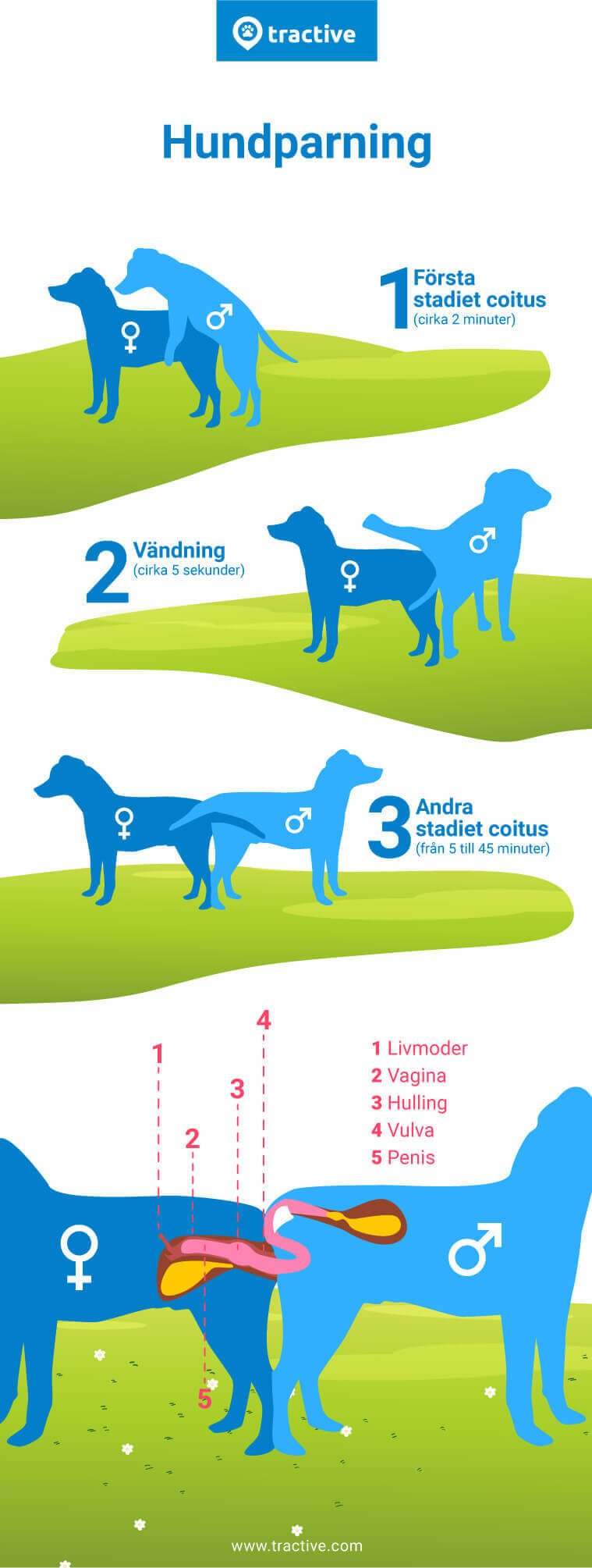 infografik om hundars parningsprocess från Tractive