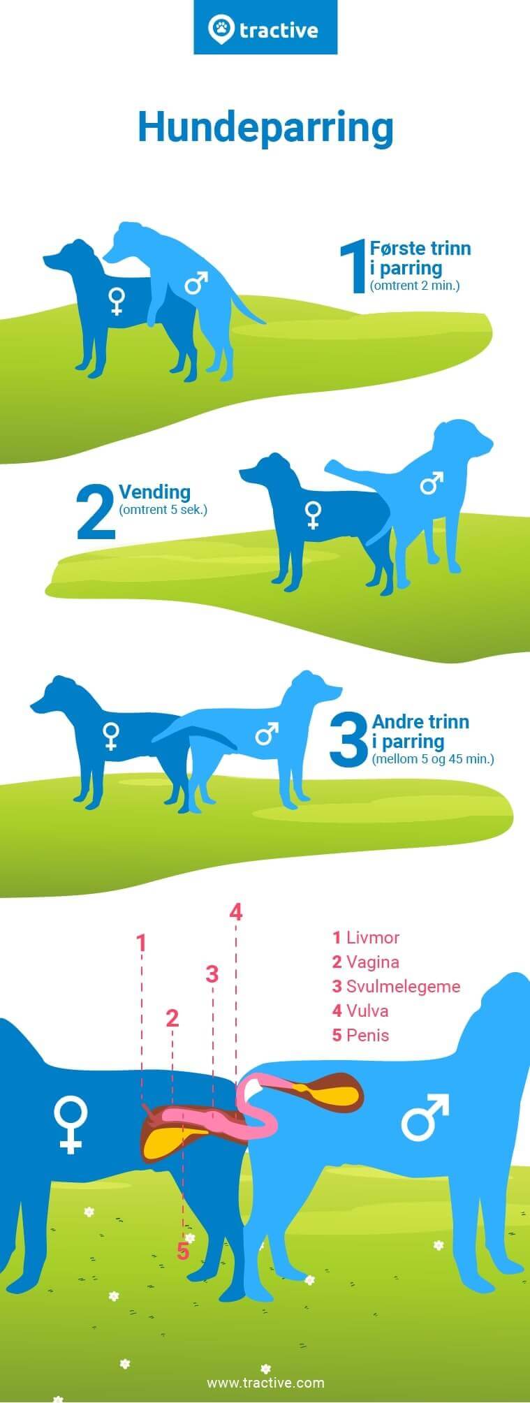 infografikk om hunders parringsprosess fra Tractive