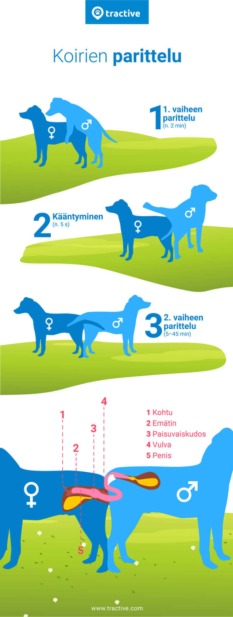 infografiikka koirien parittelu-prosessista Tractivelta