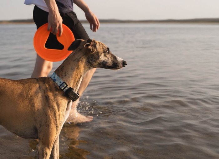 A Whippet wearing a Tractive GPS tracker