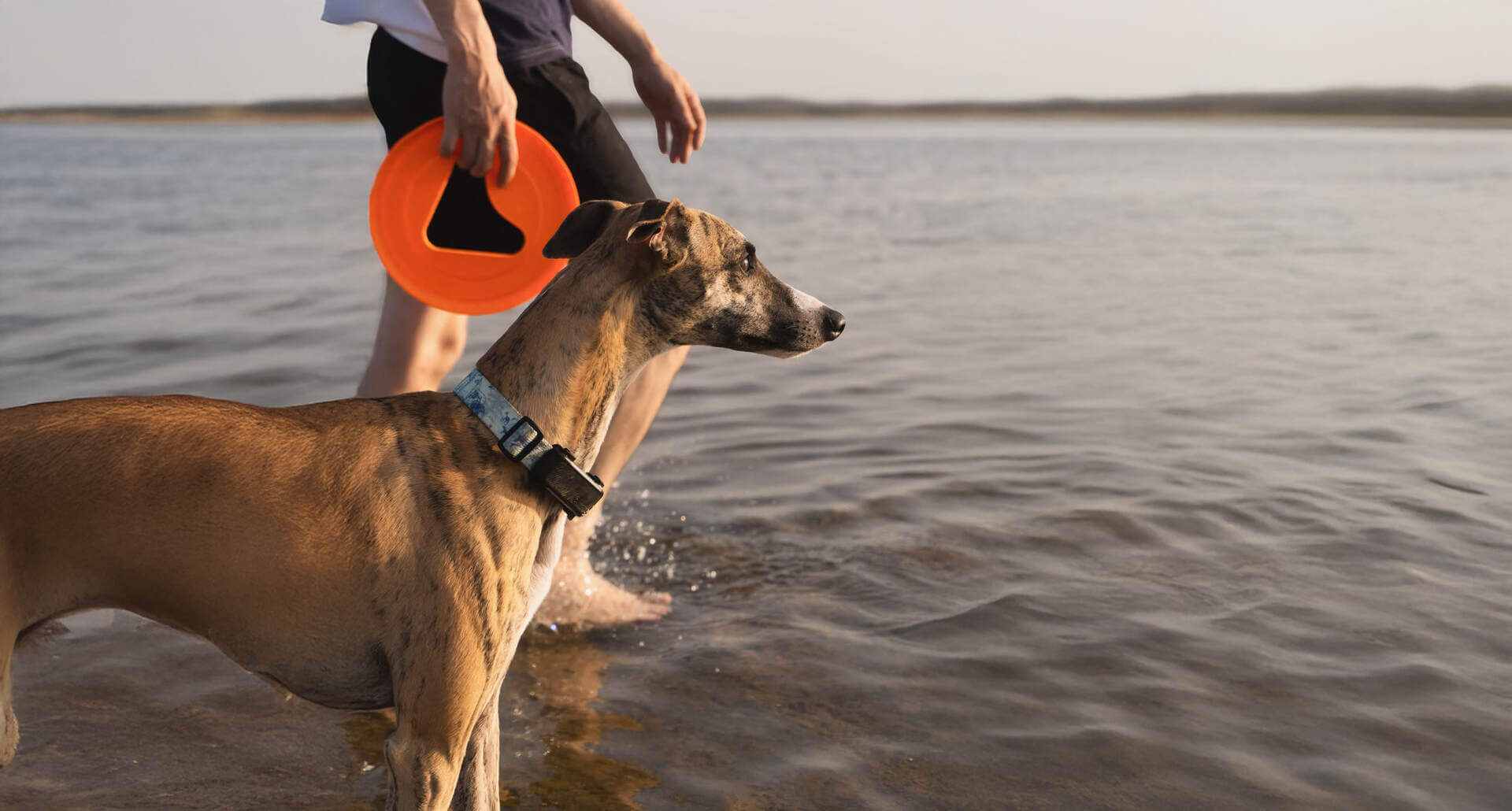A Whippet wearing a Tractive GPS tracker