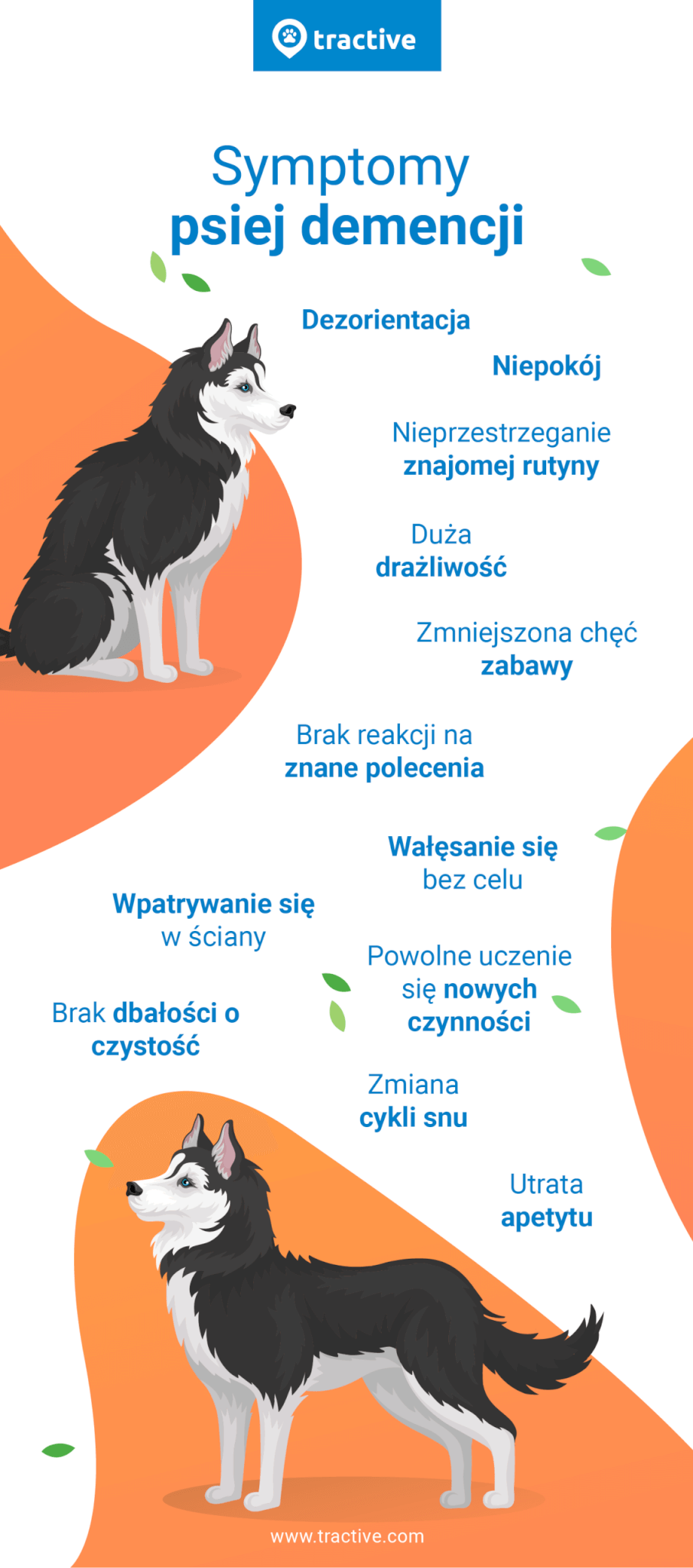 infografika oznaki demencji u psów