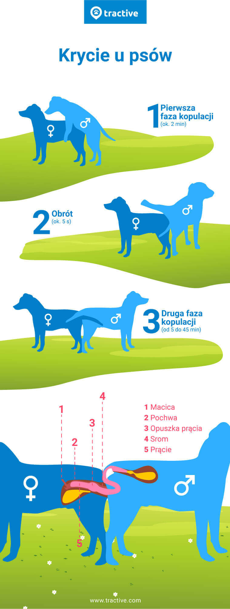 infografika o procesie rozmnażania psów od Tractive