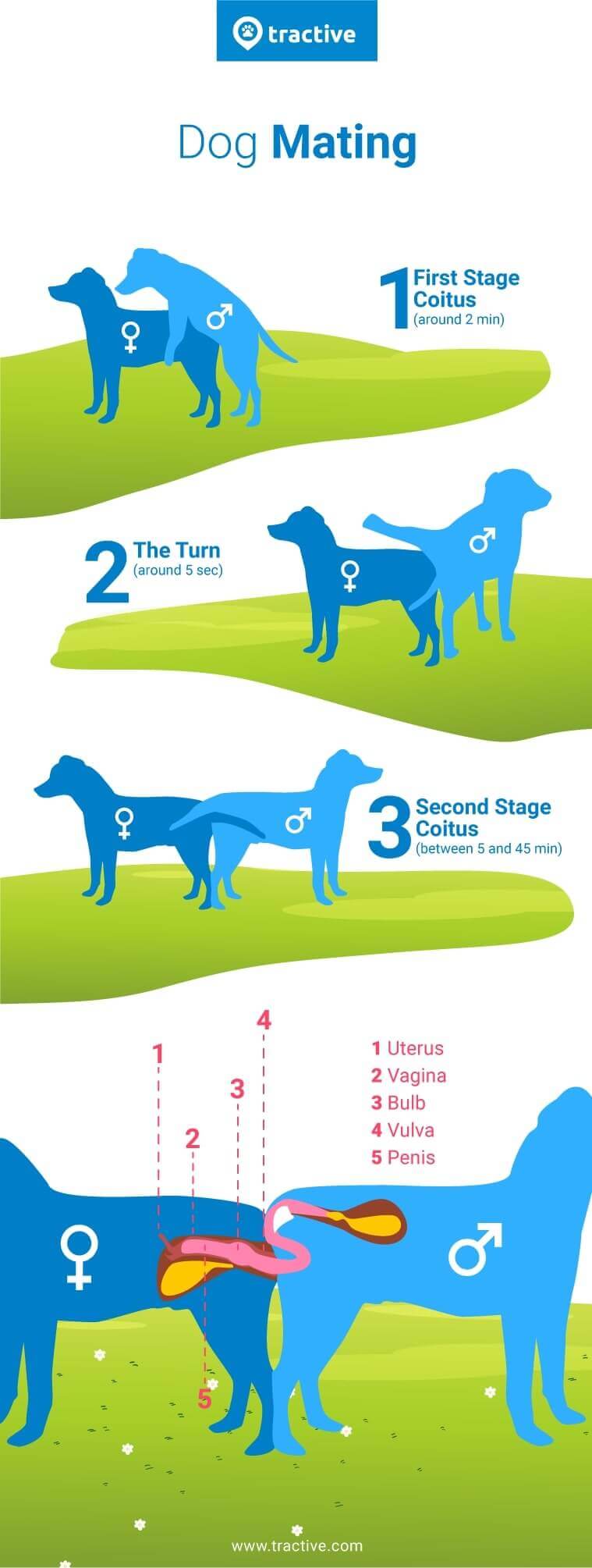 infographic on the dog mating process from Tractive 