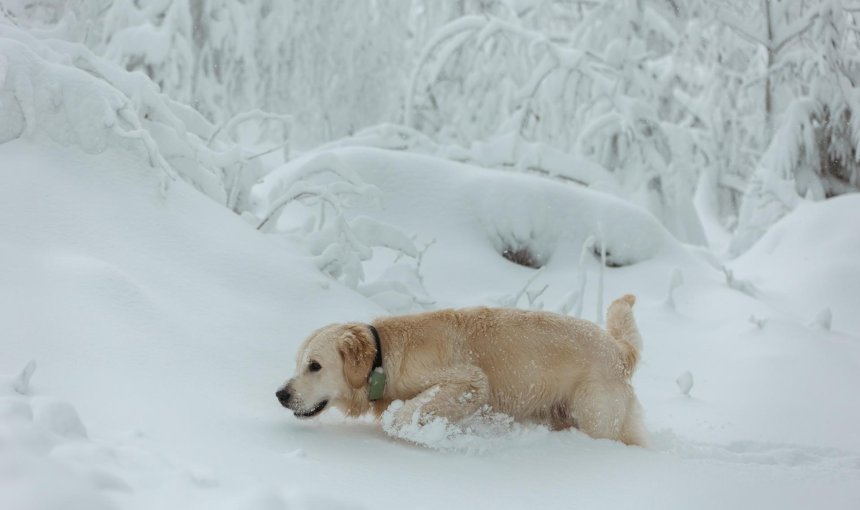 Hund liegt draußen im Schnee mit Tracker