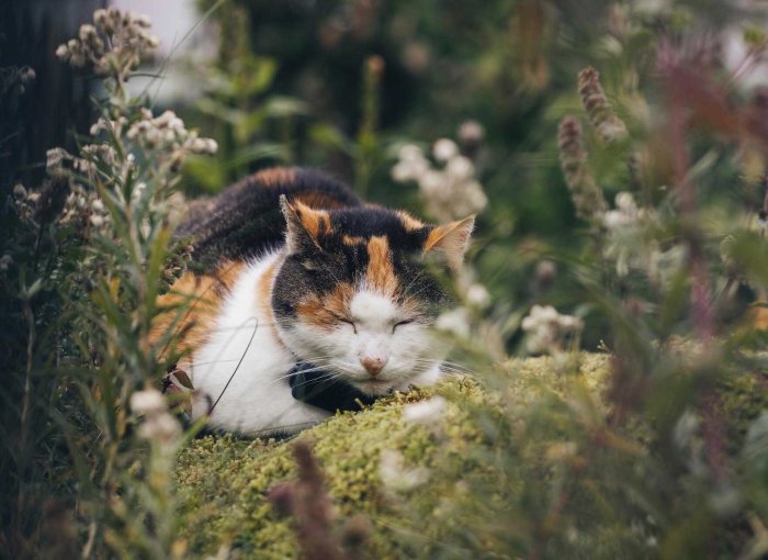 A cat wearing a Tractive GPS & Health tracker