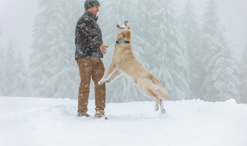 Hund springt und frisst Schnee