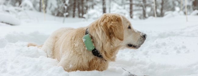 Hund liegt draußen im Schnee mit Tracker