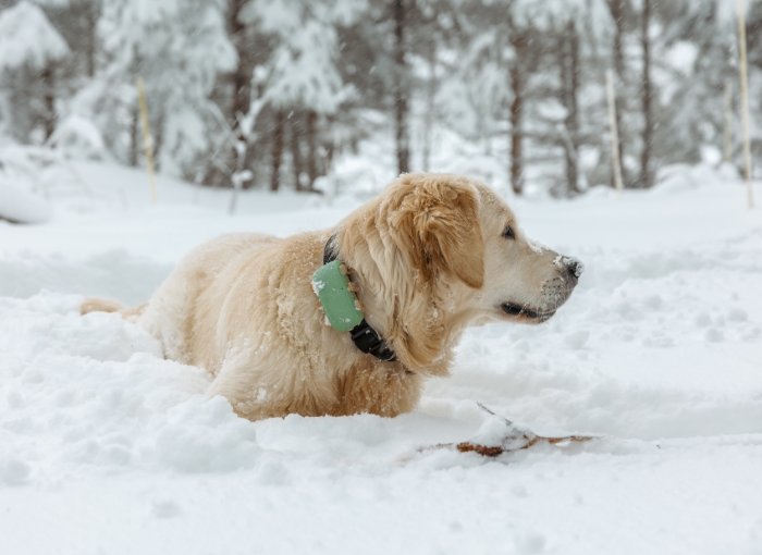 Hund liegt draußen im Schnee mit Tracker
