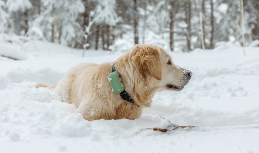 Hund liegt draußen im Schnee mit Tracker