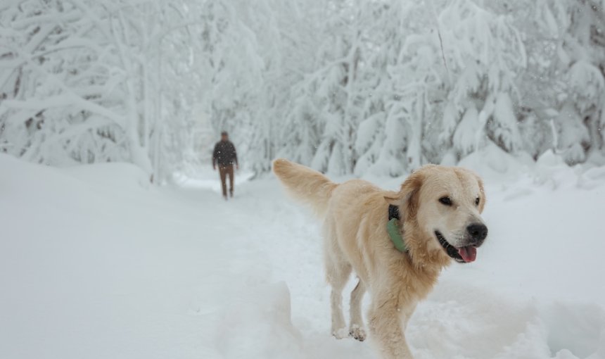 Hund spaziert mit Tracker durch den Schnee