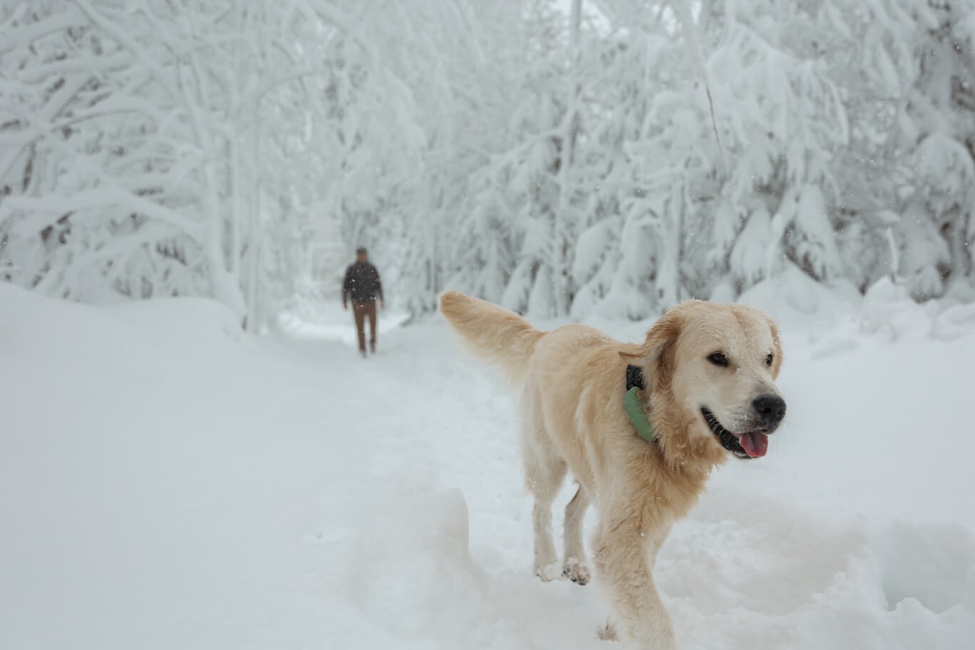 Hund spaziert mit Tracker durch den Schnee