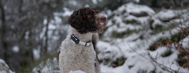 Hund trägt Tracker draußen im Schnee