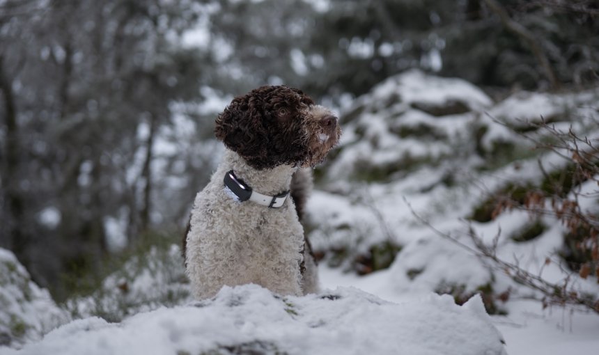 Hund trägt Tracker draußen im Schnee