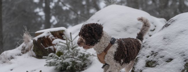 Hund trägt tracker draußen im Schnee