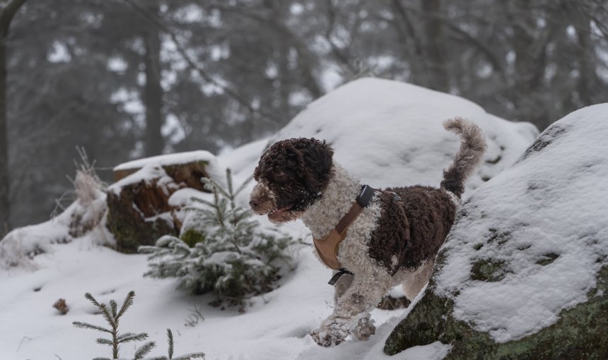 Hund trägt tracker draußen im Schnee