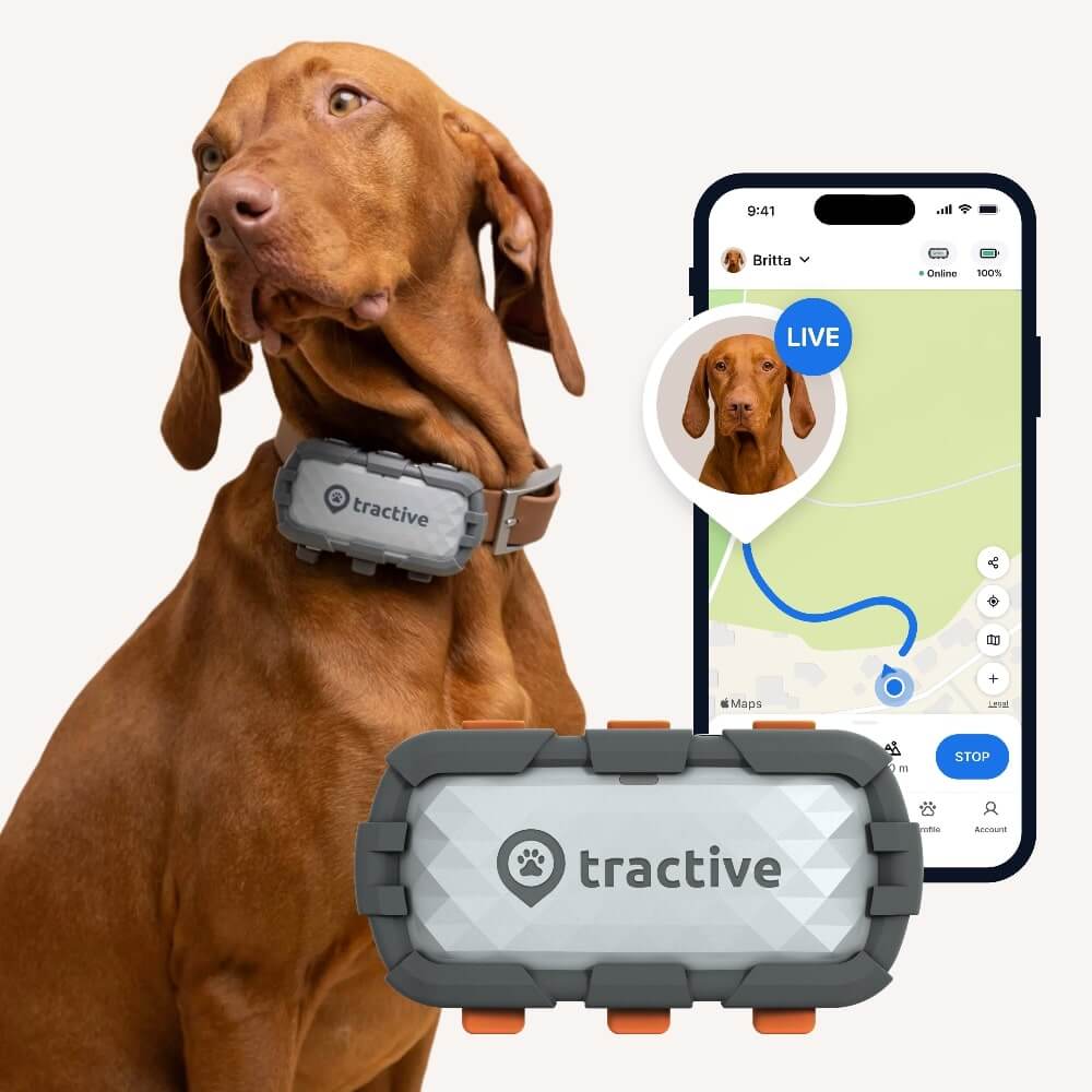 large brown dog wearing a tractive dog tracker adventure edition, app screenshot in the background, tracker in foreground
