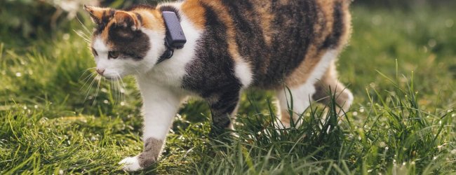 a calico cat wearing a cat tracker walking on grass outside