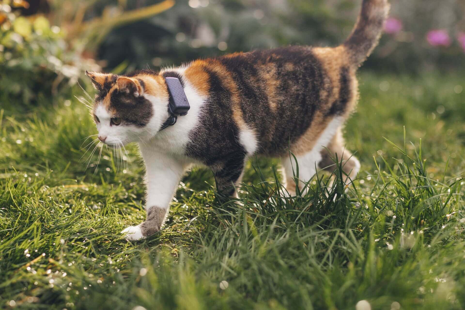 dreif&auml;rbige Katze tr&auml;gt Tracker im Freien
