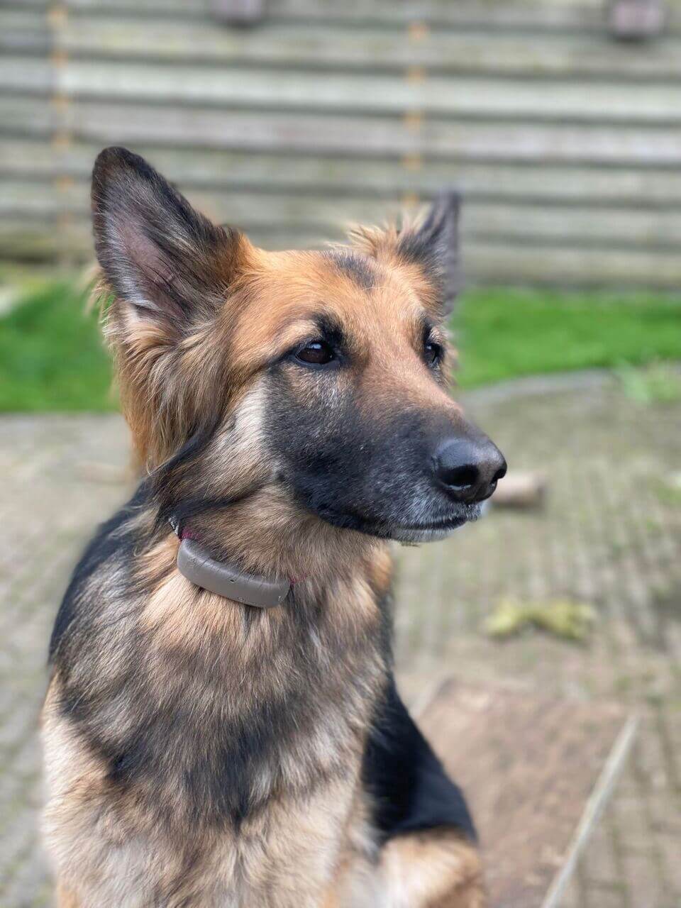 German shepherd dog wearing tractive dog health tracker