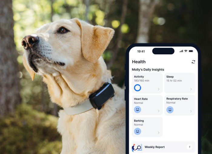 a dog wearing a black dog health tracker from Tractive, trees in the background, app screen in the foreground