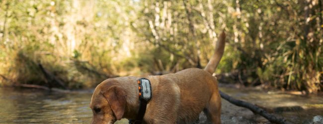 Tractive Dog With Tracking Device in a Muddy Location