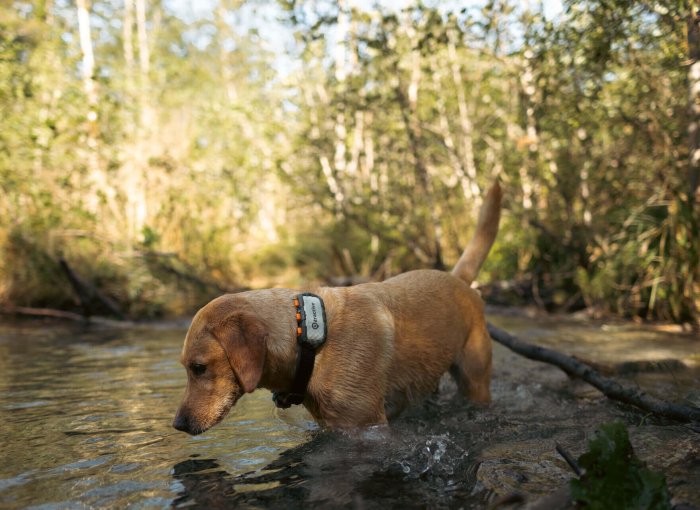 Tractive Dog With Tracking Device in a Muddy Location