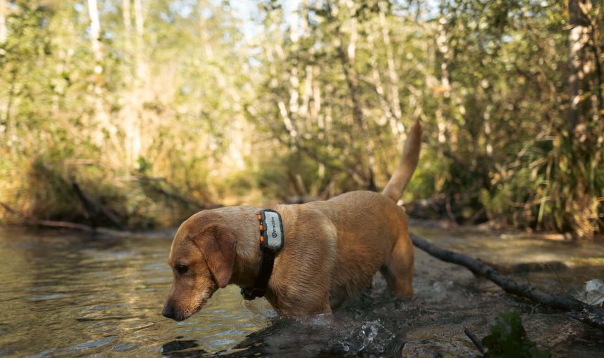 Tractive Dog With Tracking Device in a Muddy Location