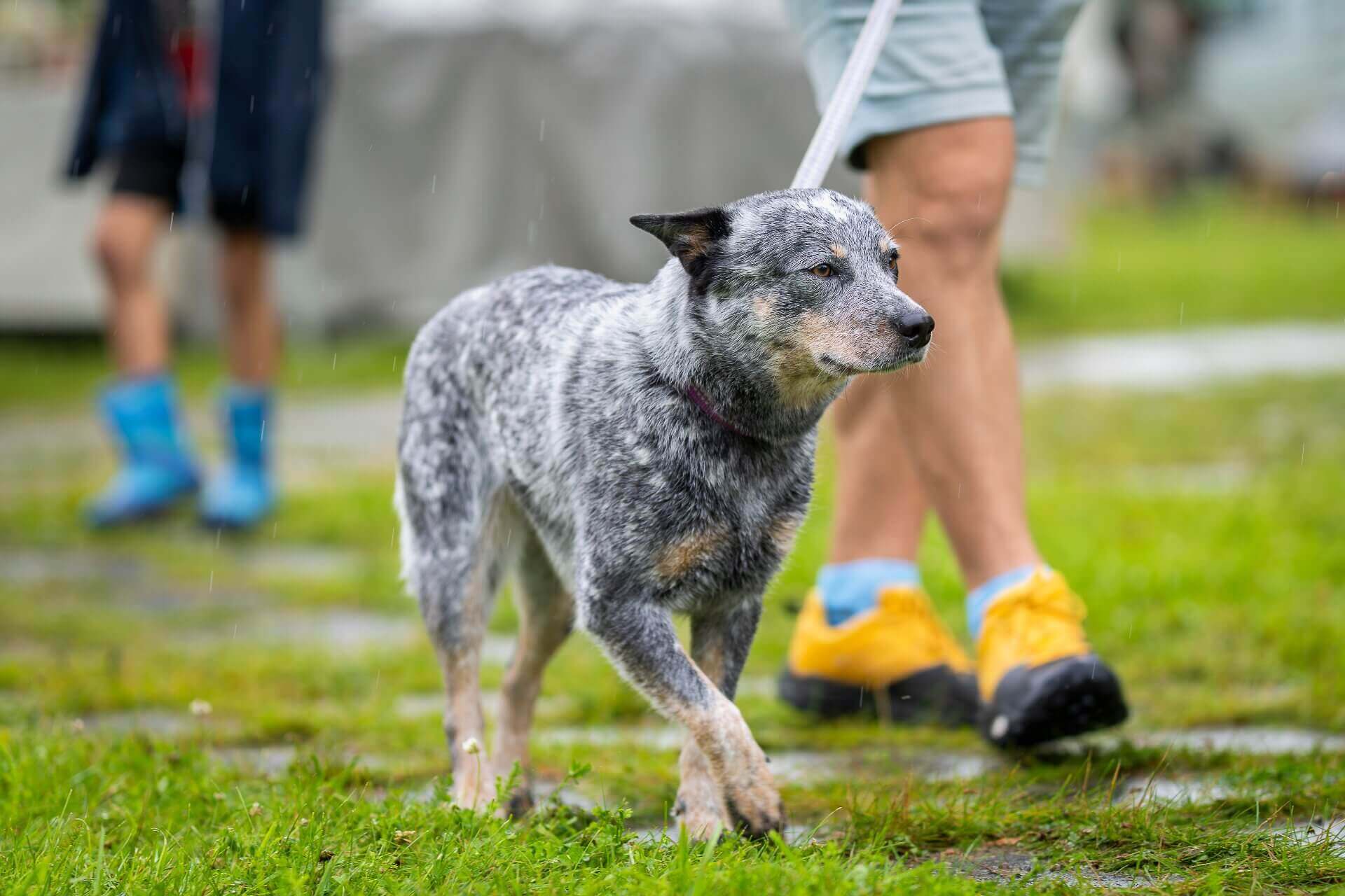Australian Cattle Dog walking through grass