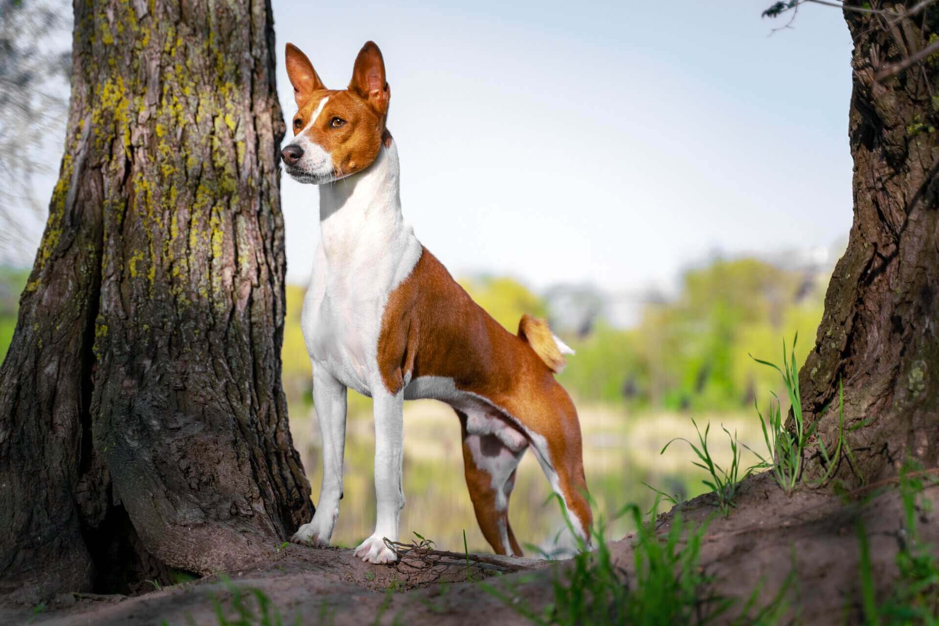 Basenji dog standing between two trees