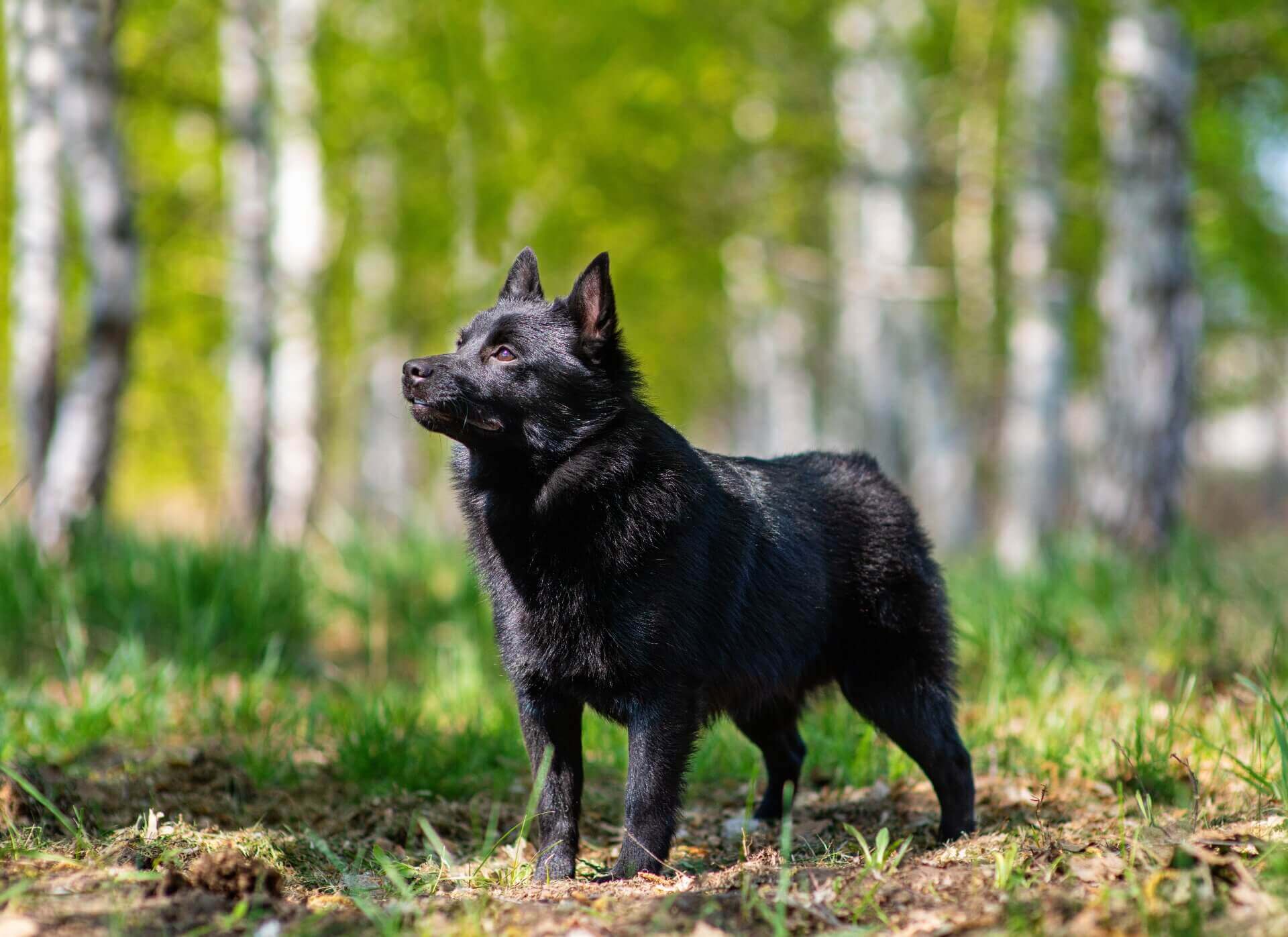 black Schipperke dog standing in a forest