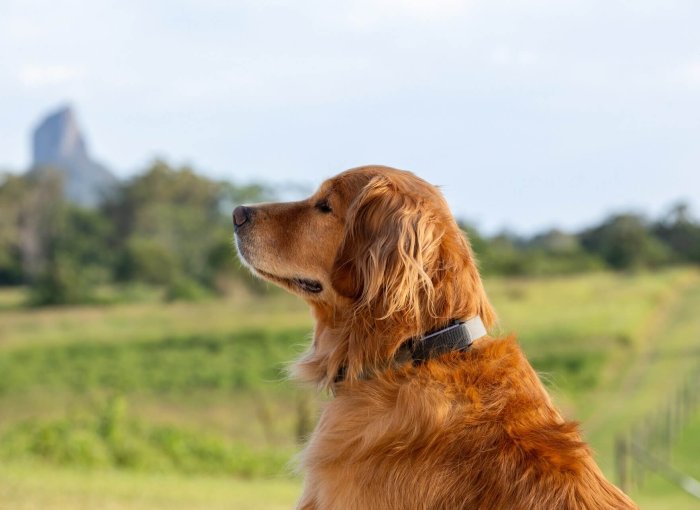 dog on farmland wearing GPS tracker