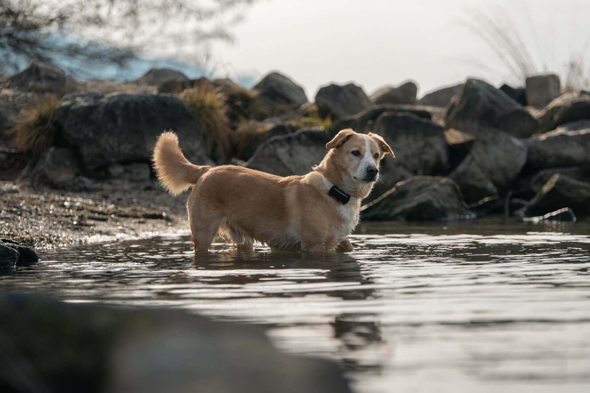 a brown medium dog standing in water