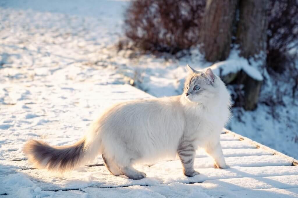 a white siberian cat walking through snow