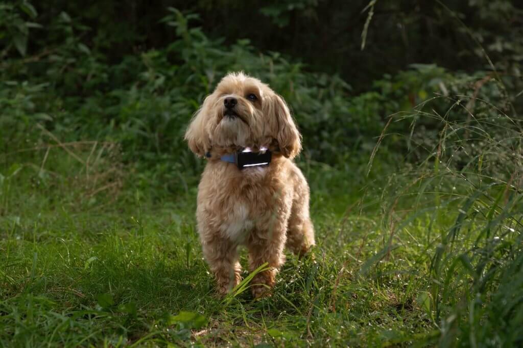 dog wearing a black tracker with led light outside