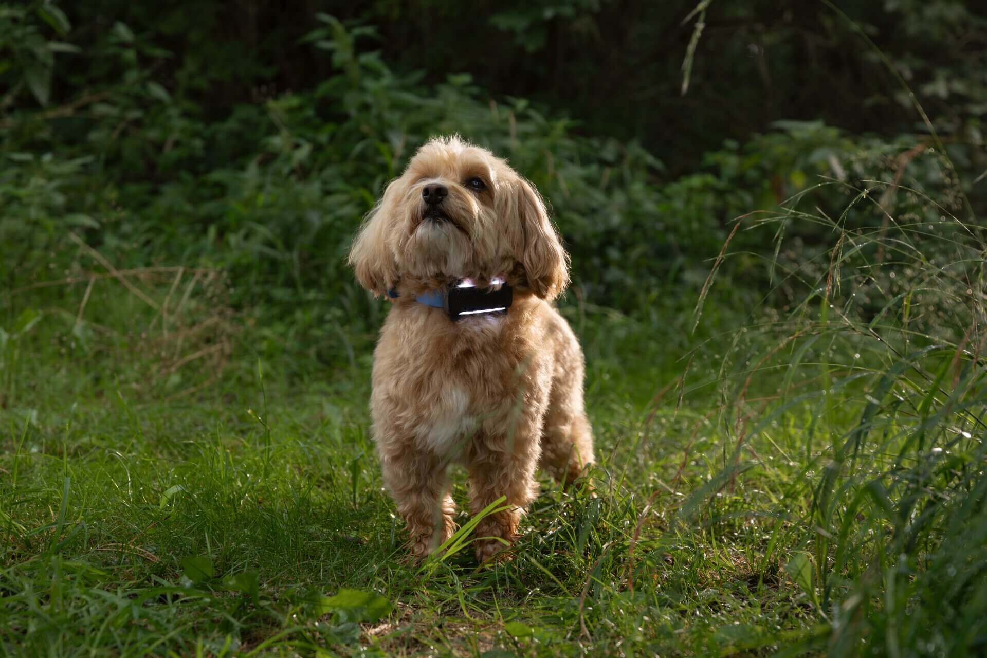 Kleiner Hund tr&auml;gt Tractive GPS Tracker mit eingeschaltetem Licht