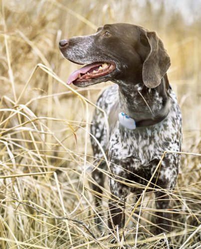 Hunting Dog GPS Collar - Tractive